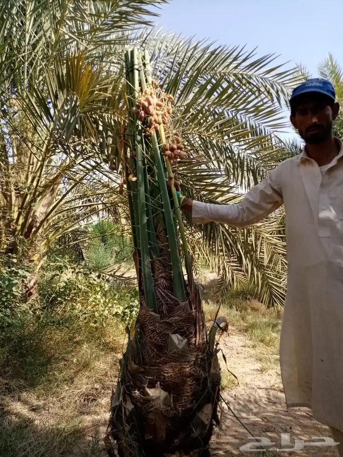 نخل للبيع طيب اخلاص سكري برحي صقعي مجدول هلالي 3