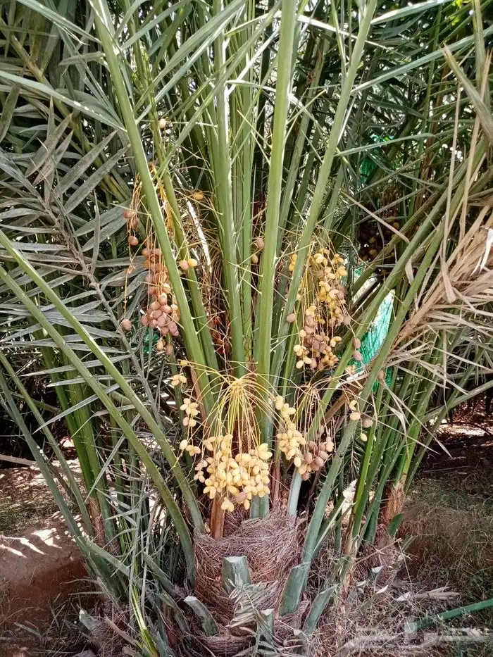 نخل للبيع طيب اخلاص سكري برحي صقعي مجدول هلالي 7