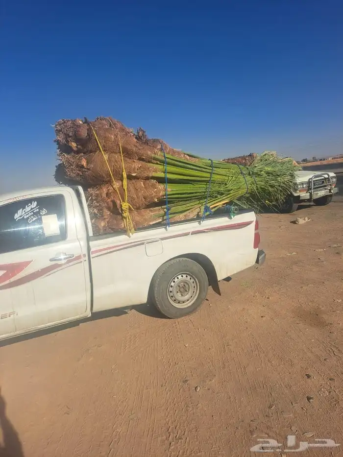 نخل للبيع جميع الأحجام متوفرة 3