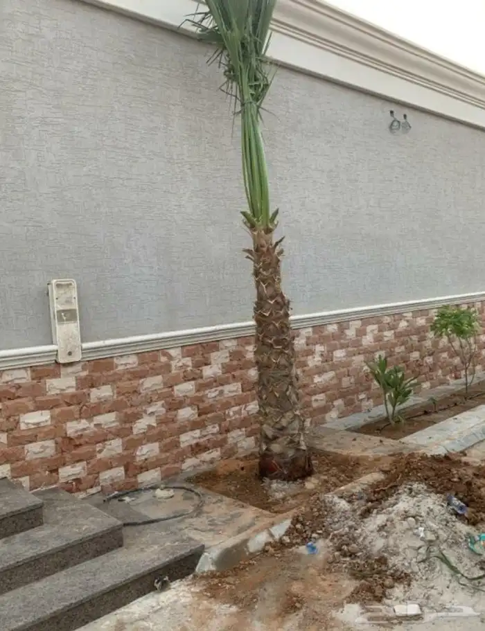 نخيل واشنطني زينه 4