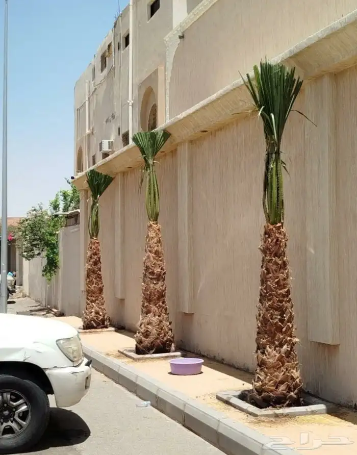 نخيل واشنطني زينه 9