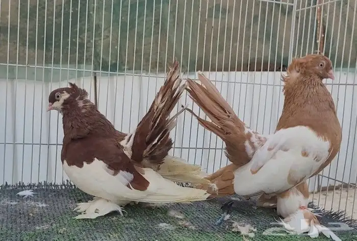 كرنقو رستوف (تم البيع) 4