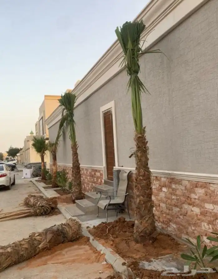 نخيل واشنطني زينه 2