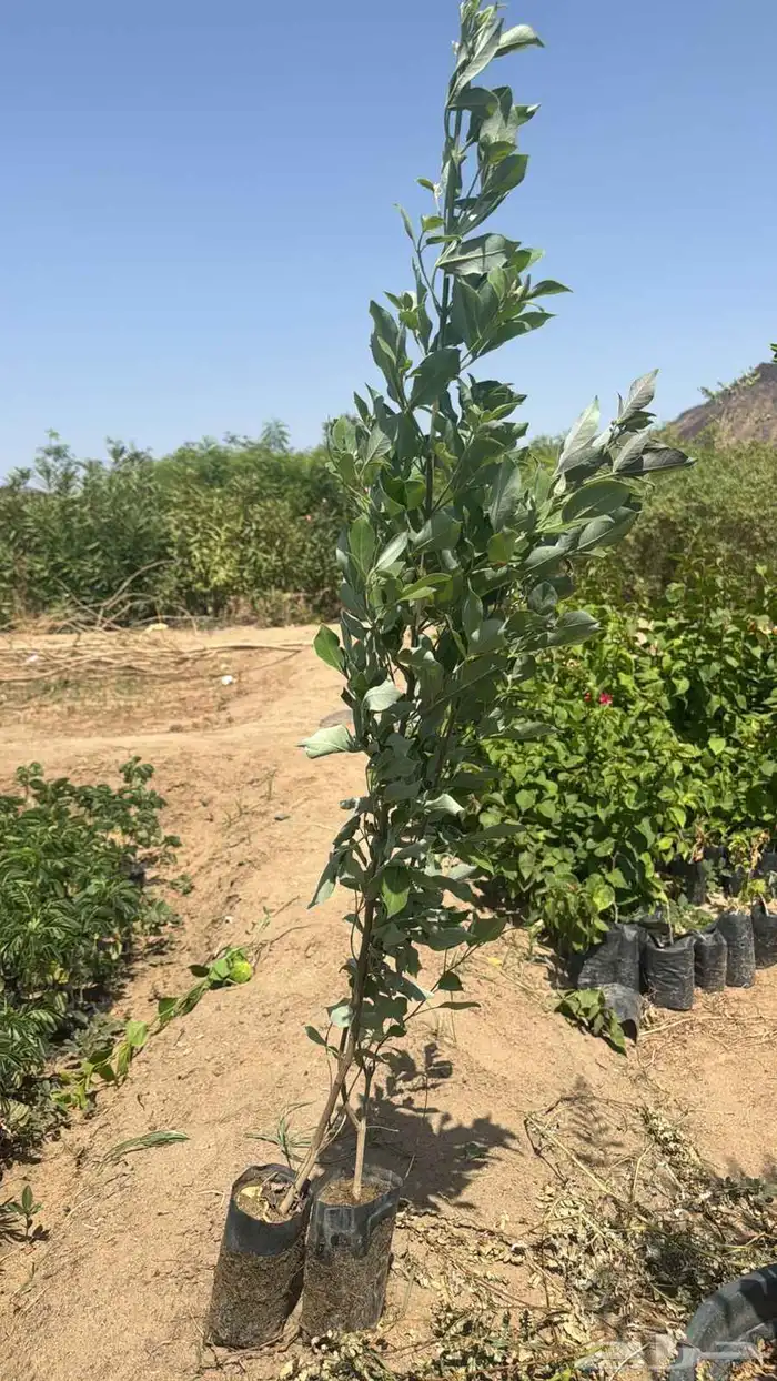 مشتل حسن قرني للزراعة 1