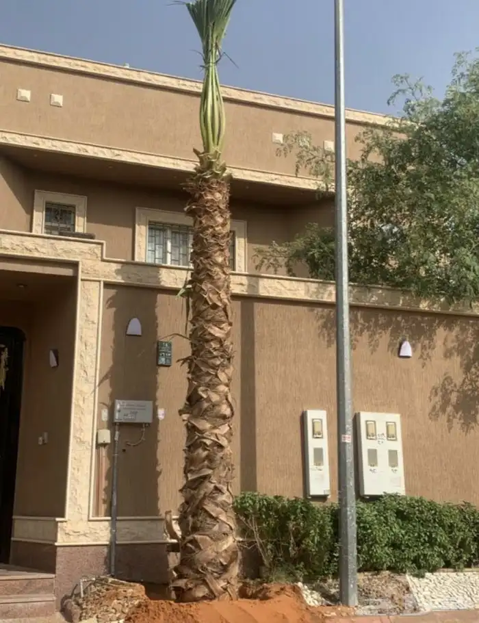 نخيل واشنطني زينه 3