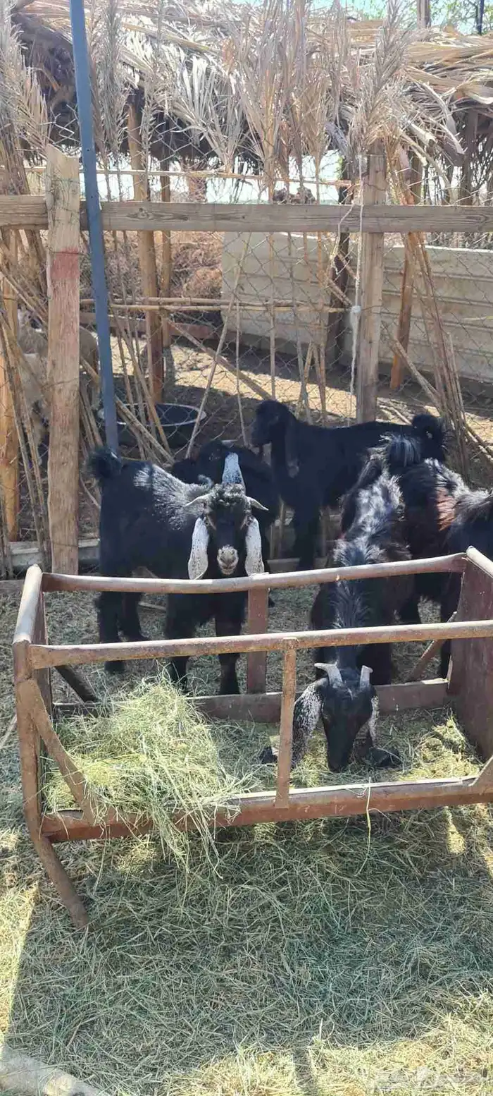 تيوس جذعان سمان 1