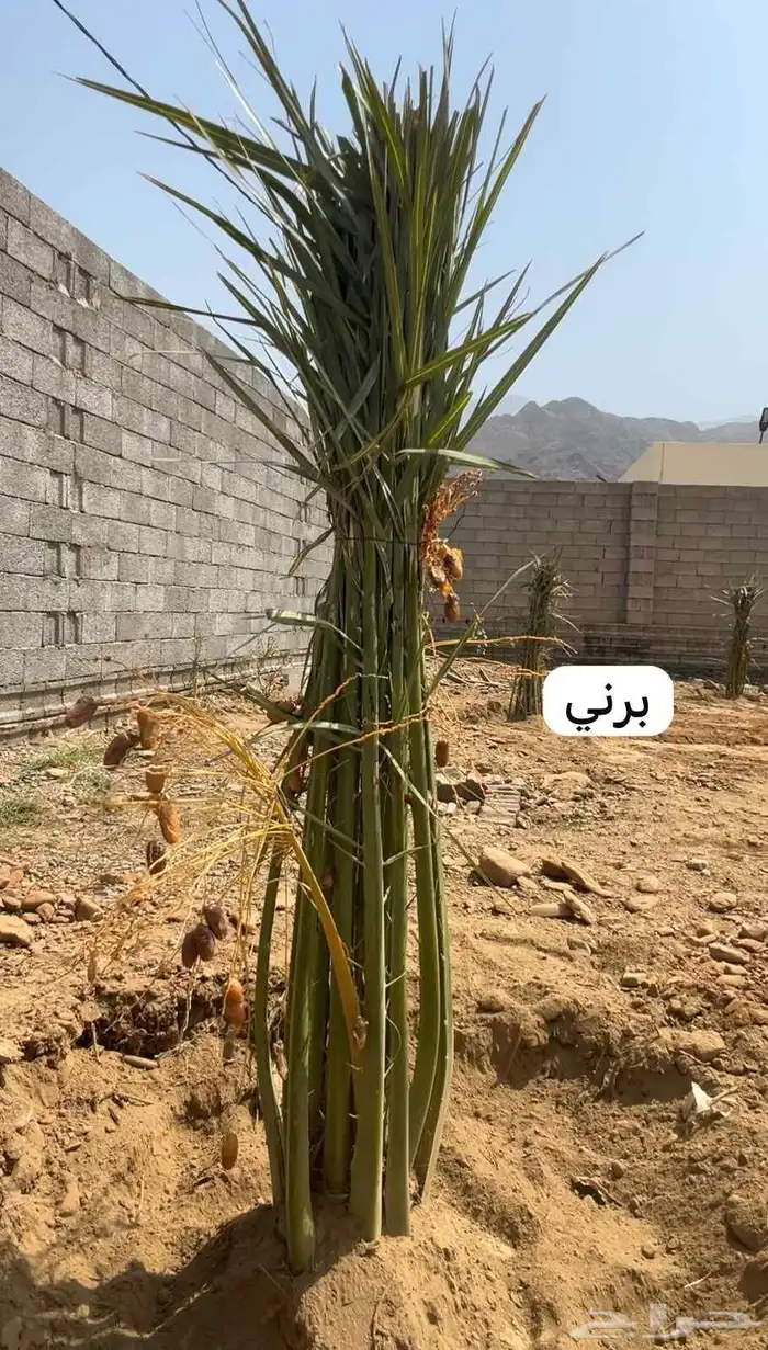 نخيل 6