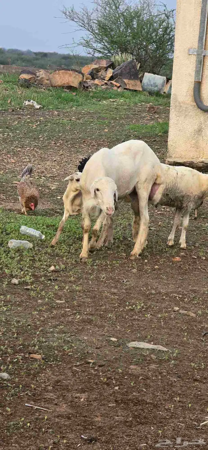 كبش فحل 2