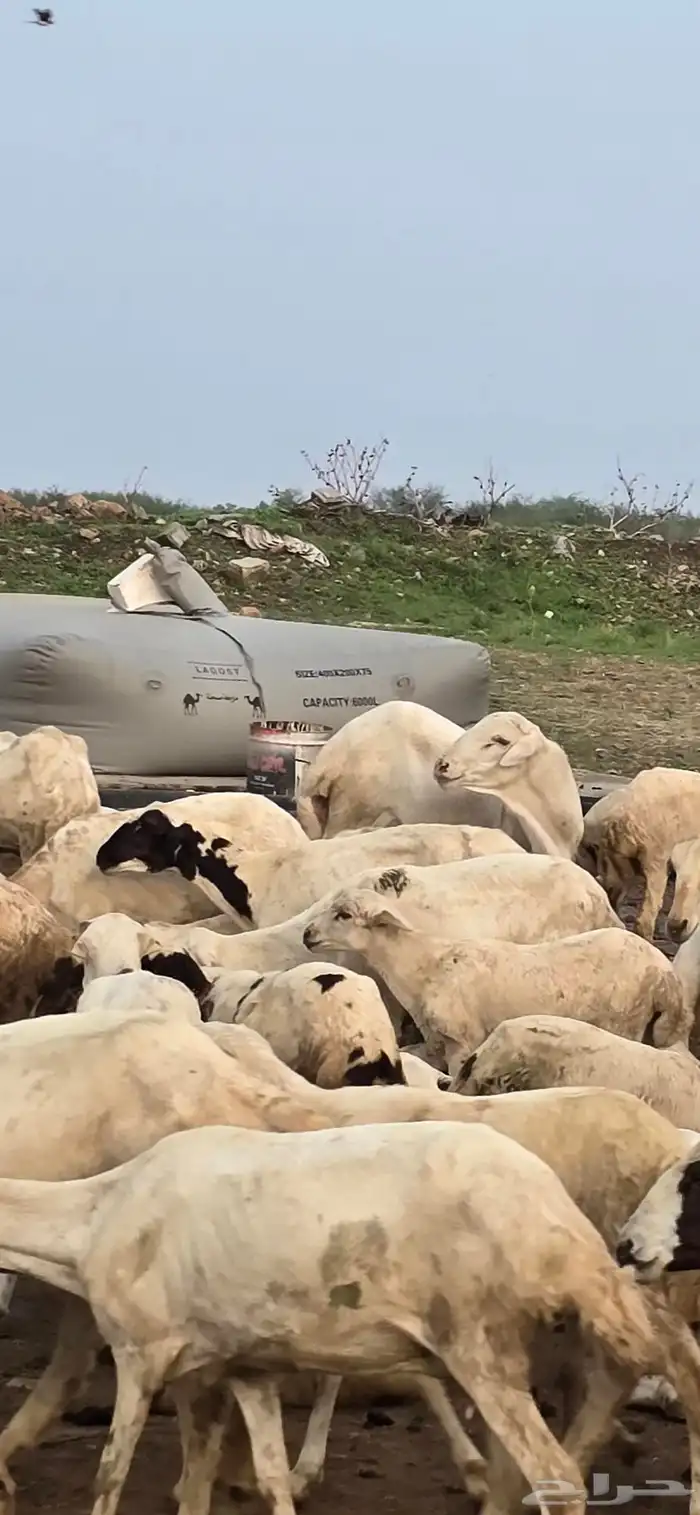 كبش فحل 5