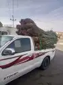 السلام عليكم ورحمه الله وبركاته نخل طيب متواجد في مكه 6