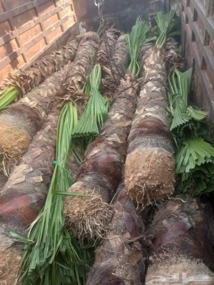 نخيل واشنطني زينه 8