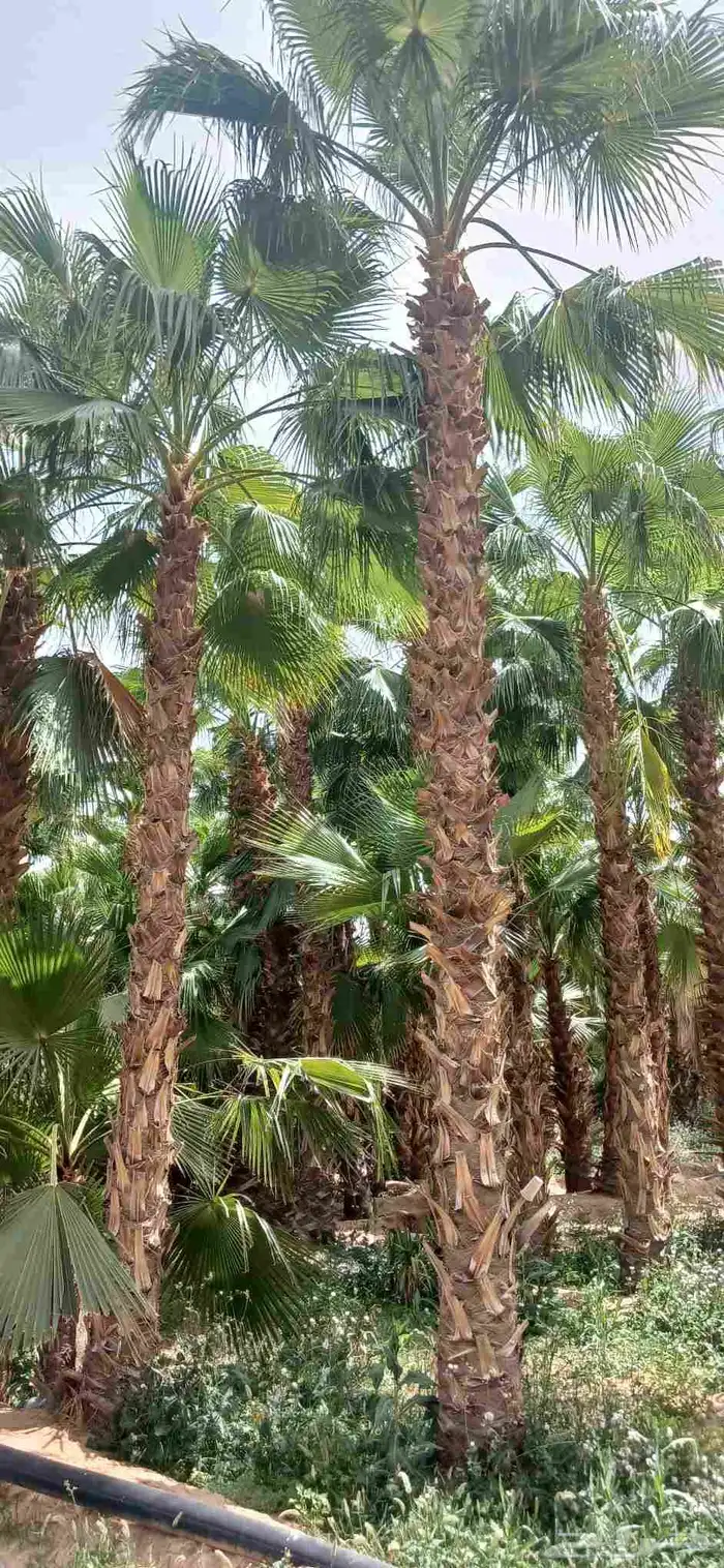نخل واشنطني زينه 0