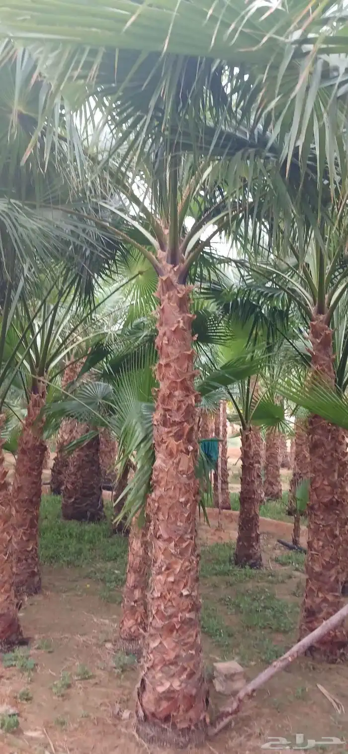 نخل واشنطني زينه 9