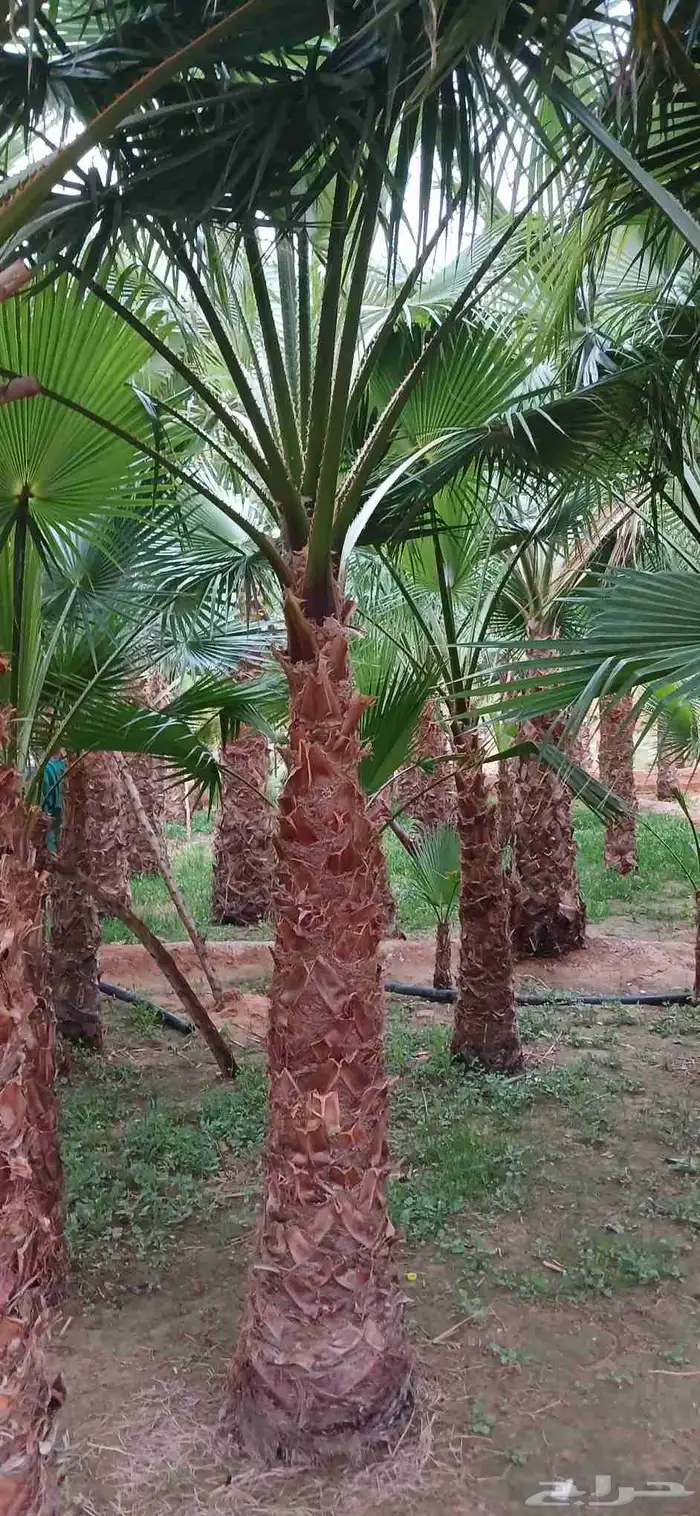 نخل واشنطني زينه 6