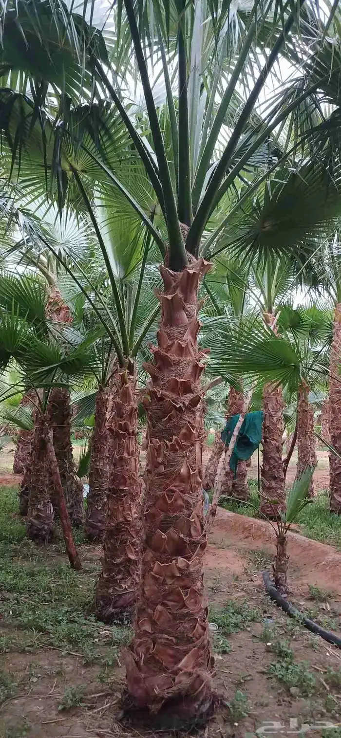 نخل واشنطني زينه 7