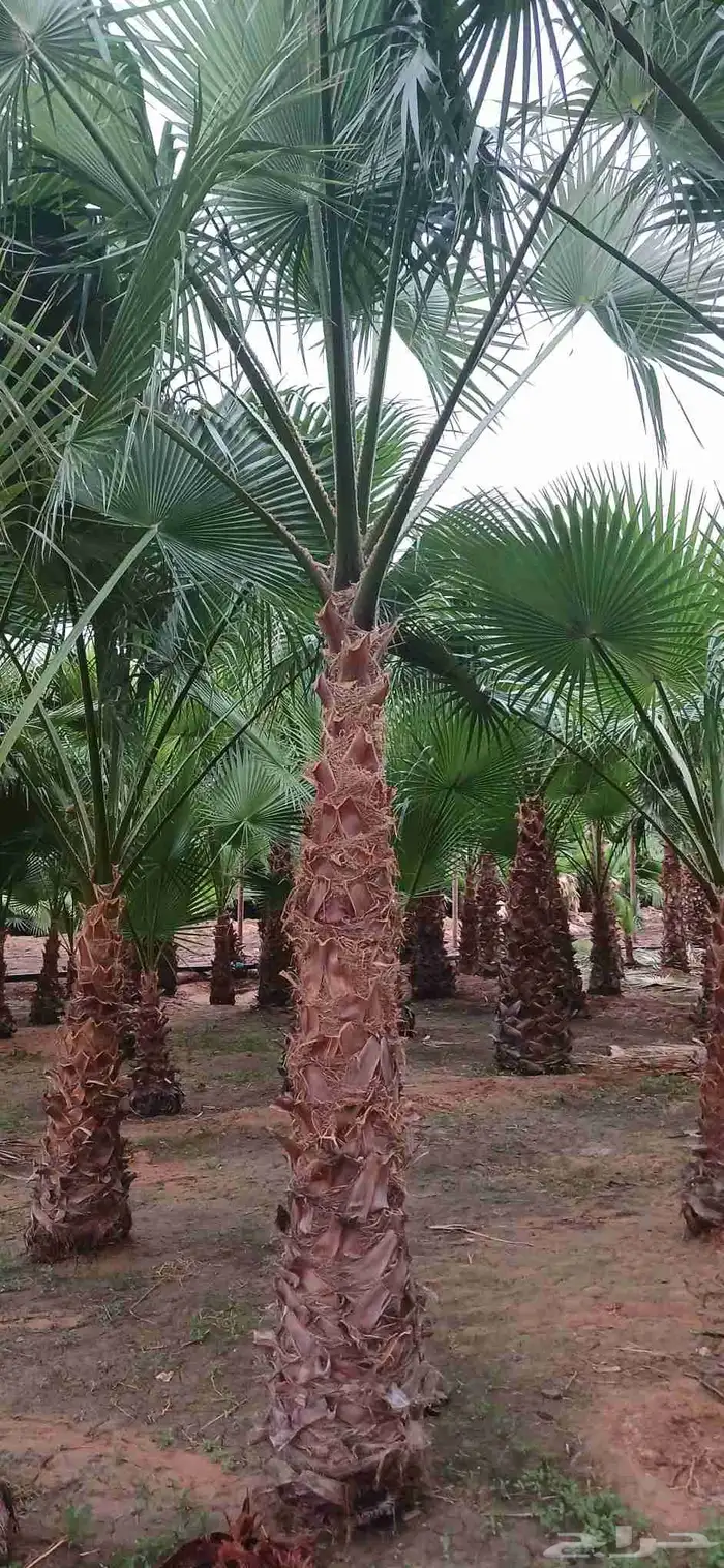 نخل واشنطني زينه 8
