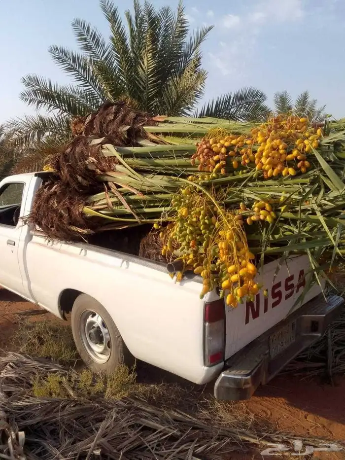 نخيل  البيع مجذر وفسايل بجميع انواعها ومقاساته التوصل 05079 0
