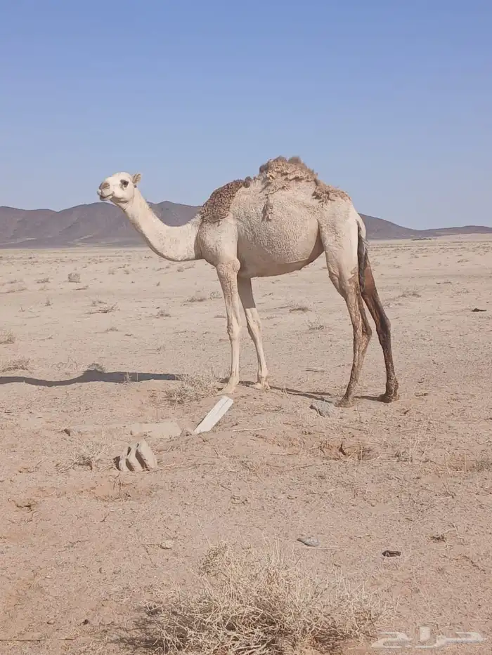 بكار حقايق طيبات 0