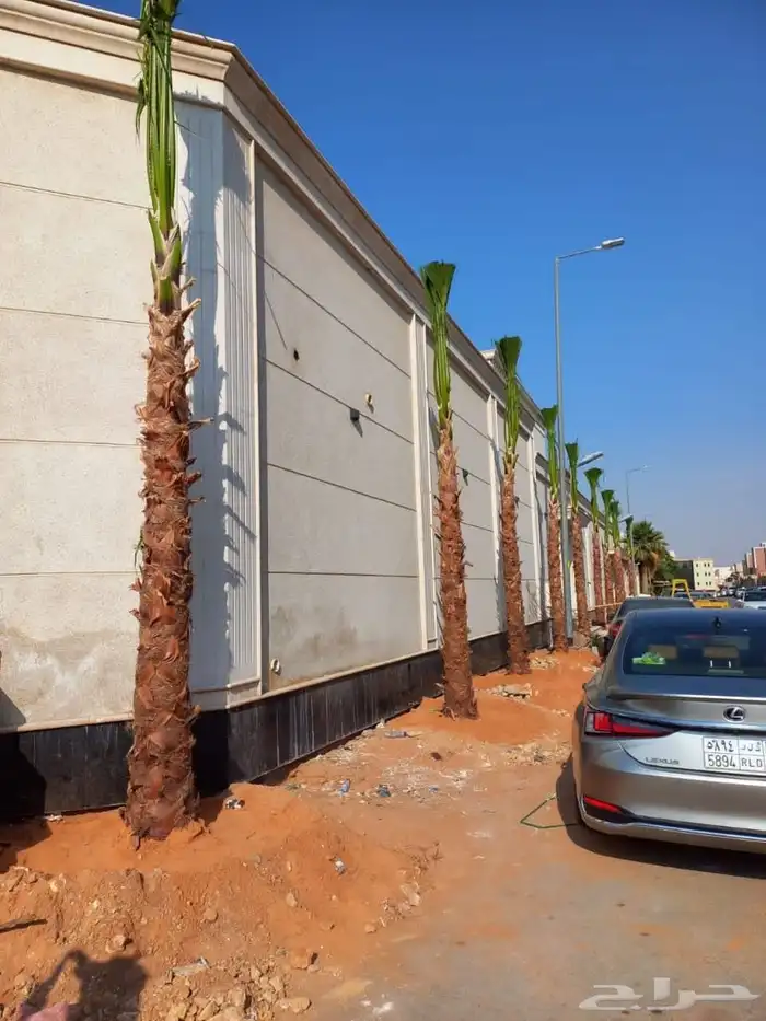 مقاول نخيل عربي وواشنطن توريد وزراعه 8