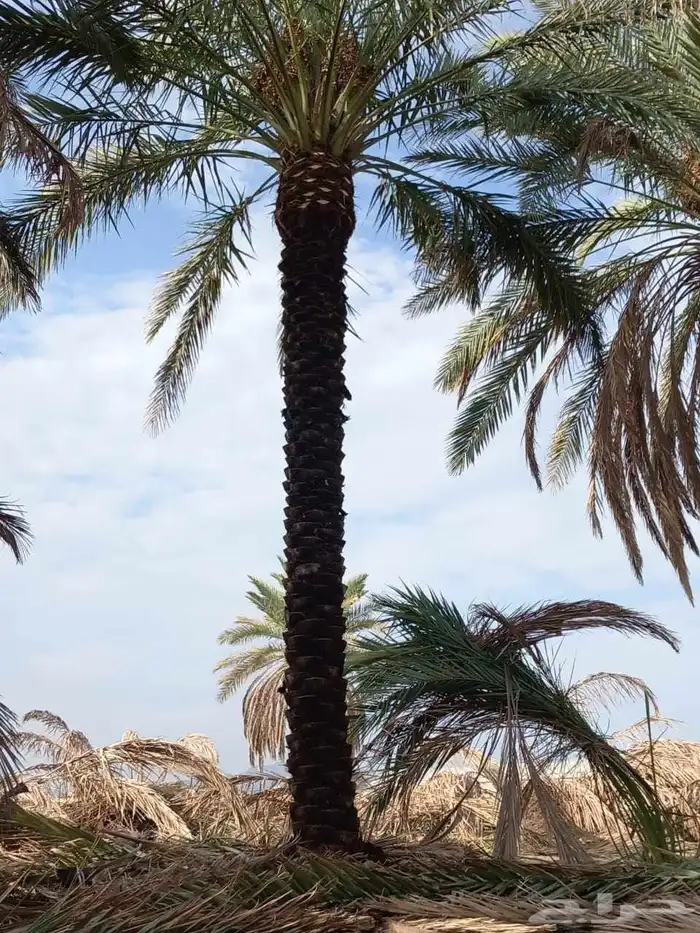 مقاول نخيل عربي وواشنطن توريد وزراعه 4