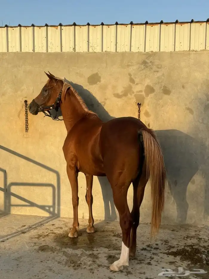 فرس شعبيه شيخه 1