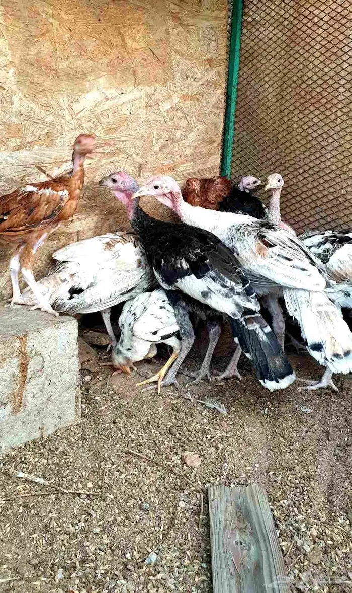 تم البيع.. صيصان باكستاني ورومي للبيع 1