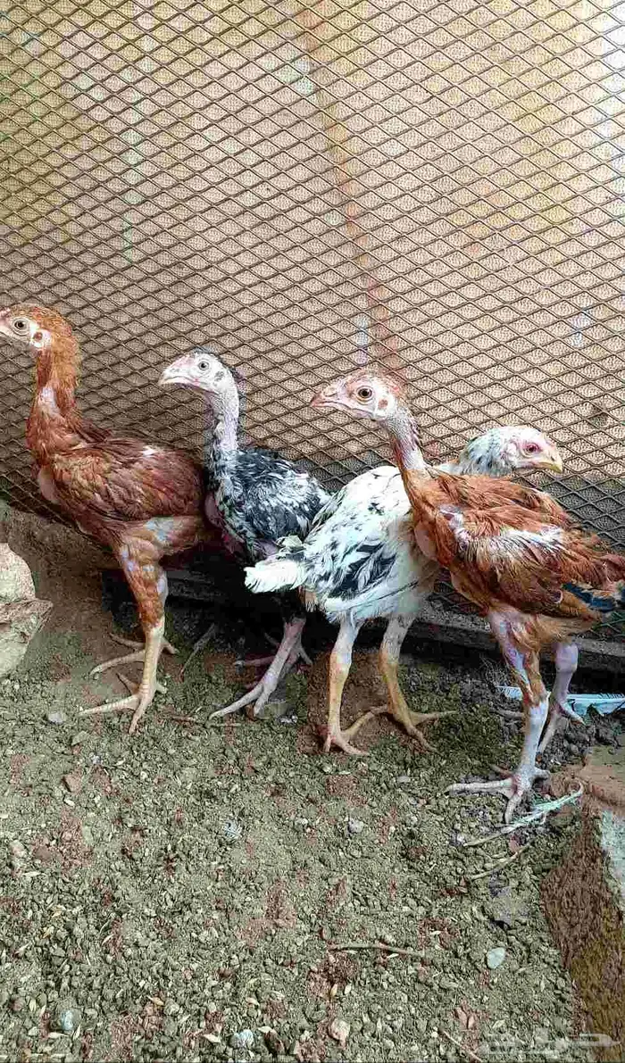 تم البيع.. صيصان باكستاني ورومي للبيع 7