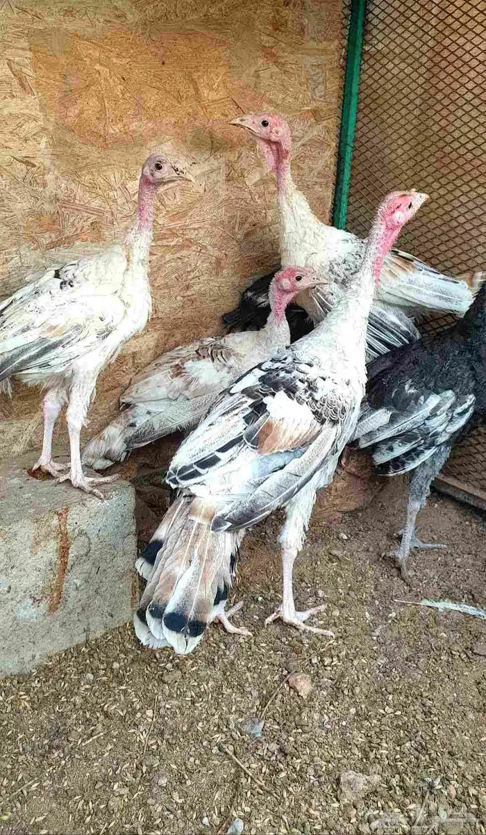 تم البيع.. صيصان باكستاني ورومي للبيع 3