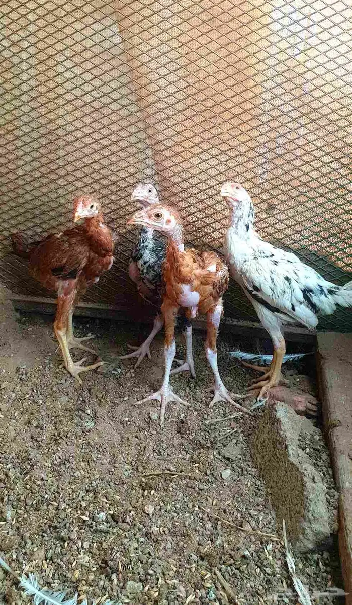 تم البيع.. صيصان باكستاني ورومي للبيع 6