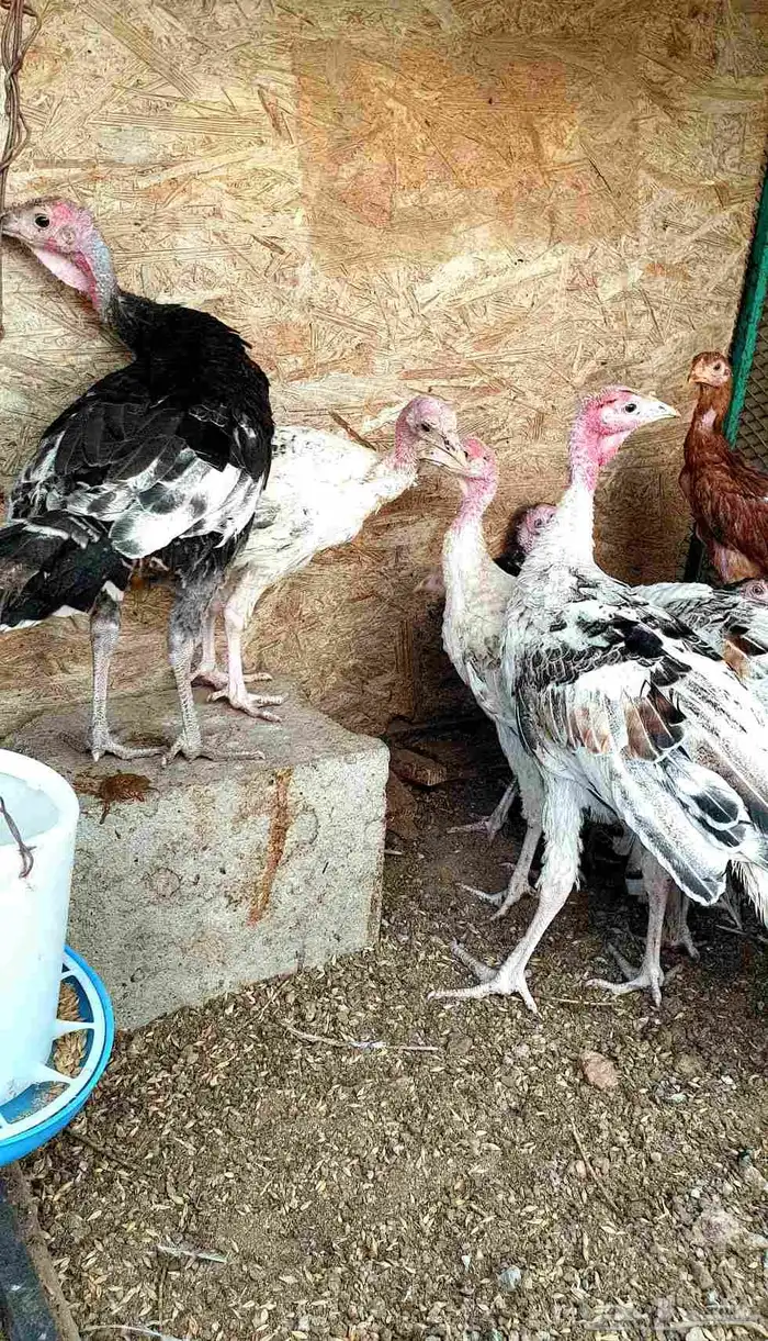 تم البيع.. صيصان باكستاني ورومي للبيع 2