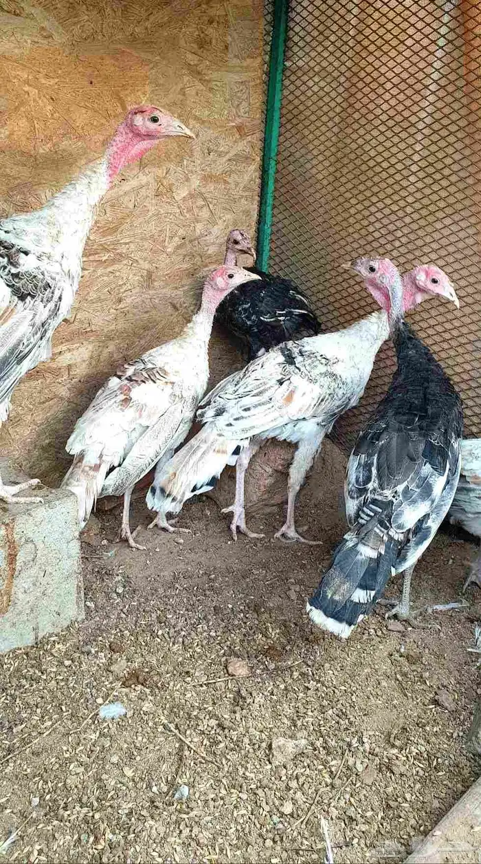 تم البيع.. صيصان باكستاني ورومي للبيع 5