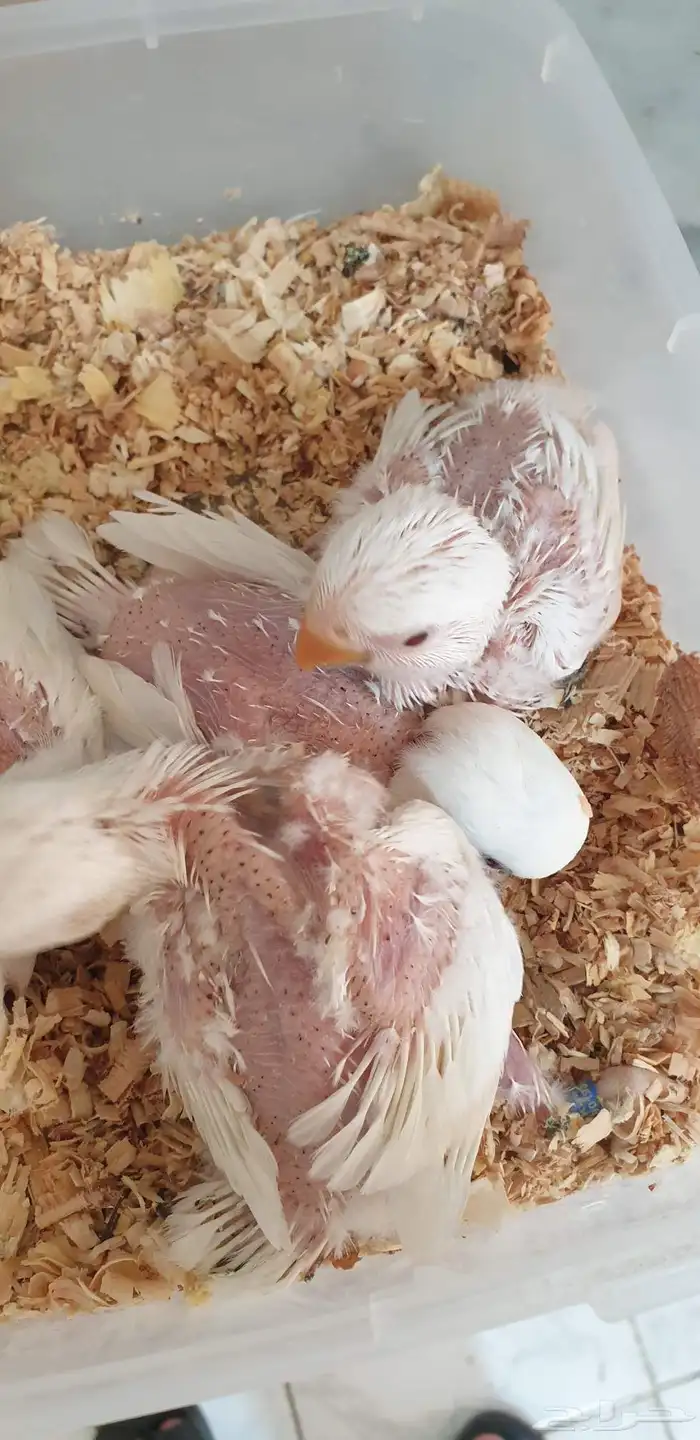 فروخ روز البينو محجله بملحقات 4