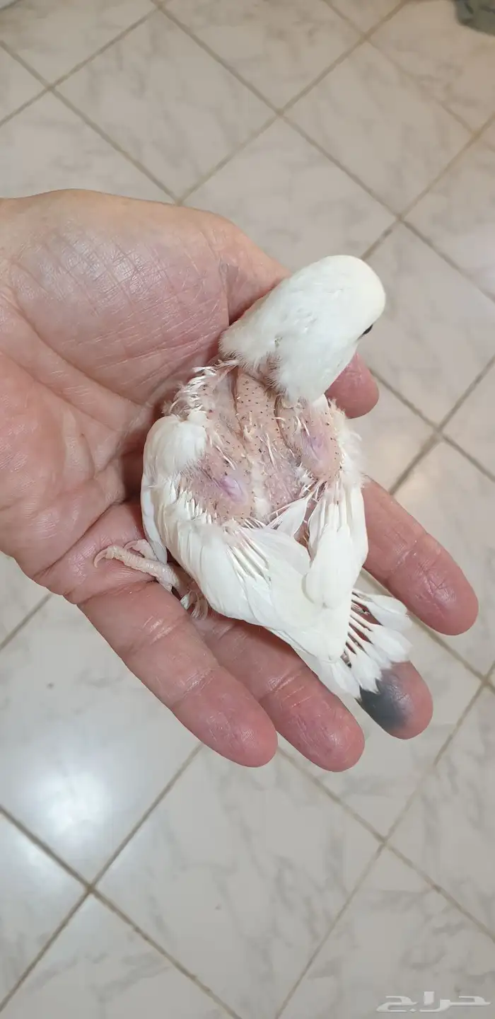 فروخ روز البينو محجله بملحقات 2