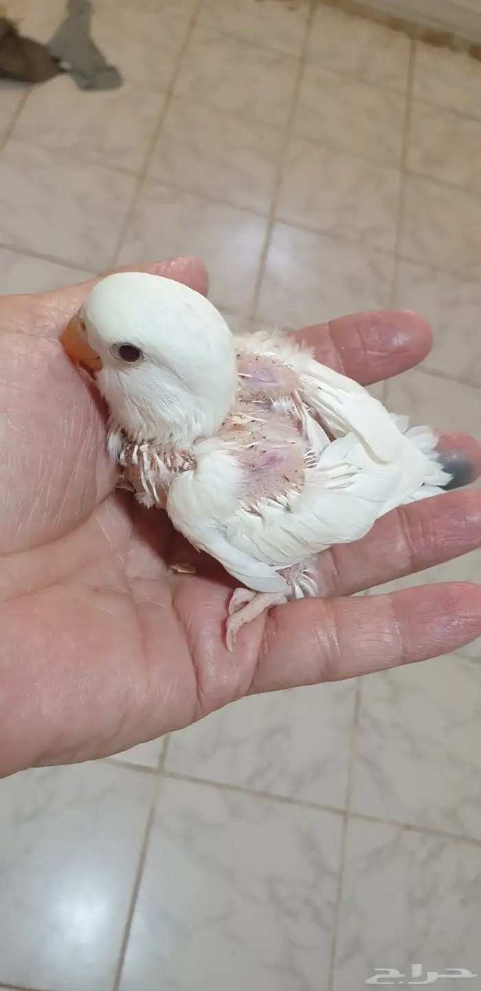 فروخ روز البينو محجله بملحقات 0