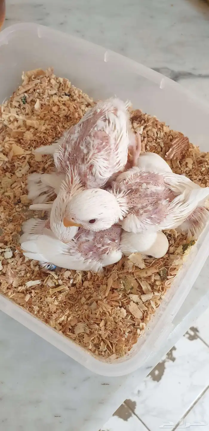 فروخ روز البينو محجله بملحقات 3