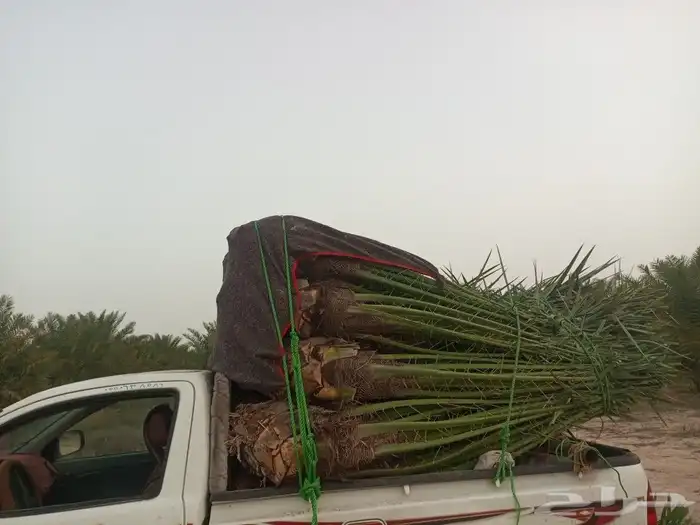 السلام عليكم ورحمه الله وبركاته نخل طيب متواجد في مكه 0