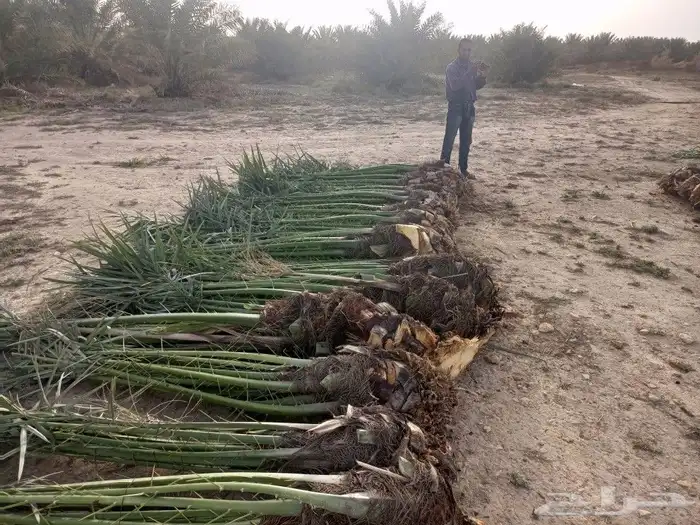السلام عليكم ورحمه الله وبركاته نخل طيب متواجد في مكه 2