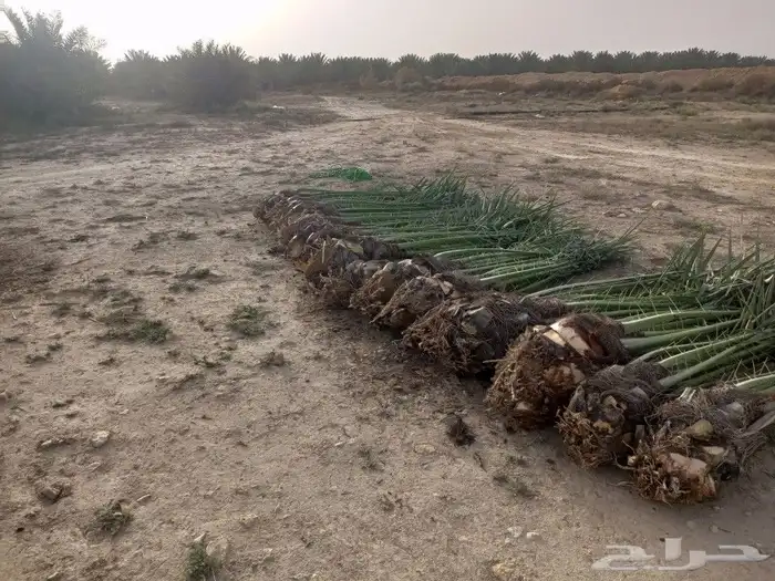 السلام عليكم ورحمه الله وبركاته نخل طيب متواجد في مكه 3