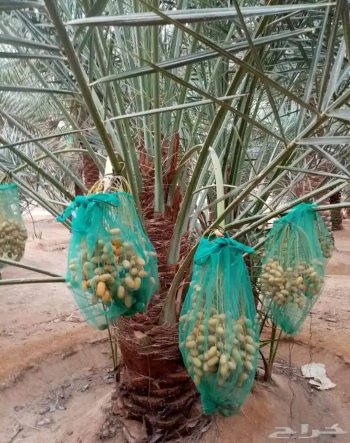 ارياض 1