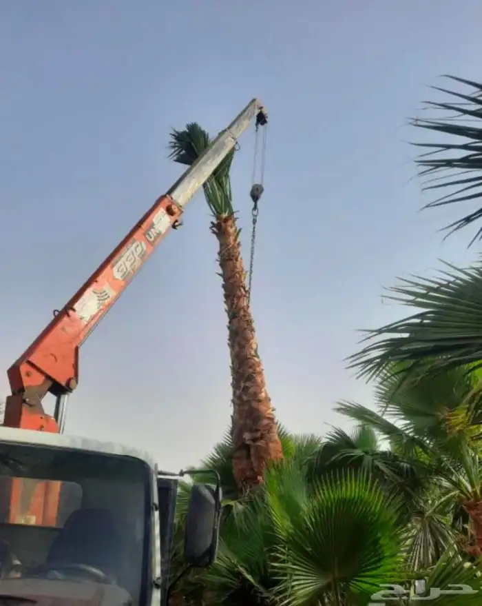 توريد وزراعة انخيل 7