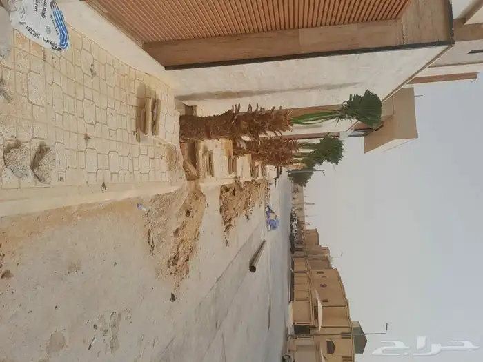 توريد وزارته النخيل 9
