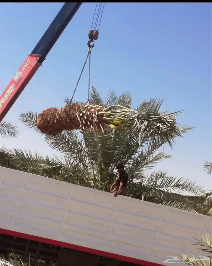 توريد وزراعة انخيل 1