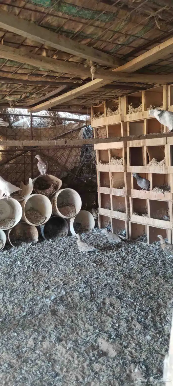 حمام زاجل ومخافق خشب نوع فاخر وجوز قطا نغاق عراقي 13