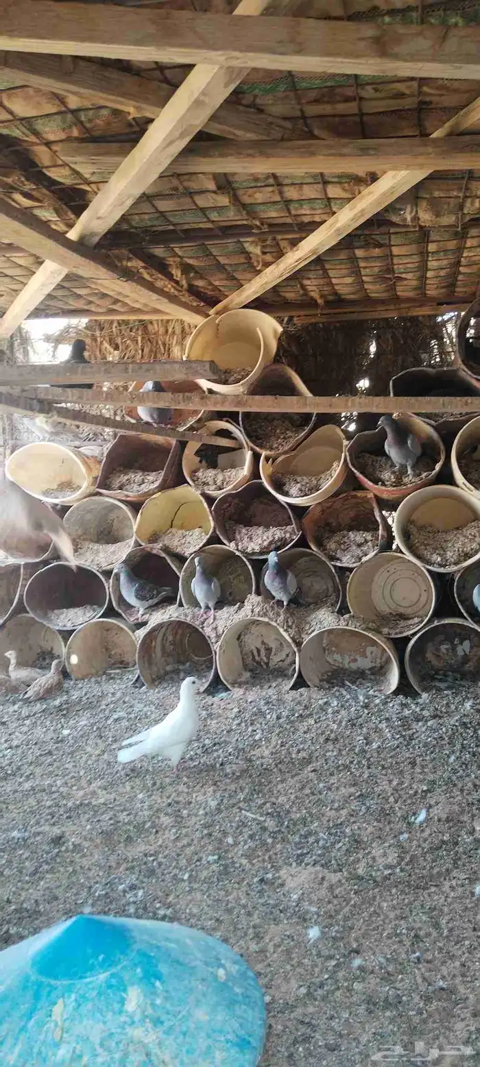 حمام زاجل ومخافق خشب نوع فاخر وجوز قطا نغاق عراقي 6