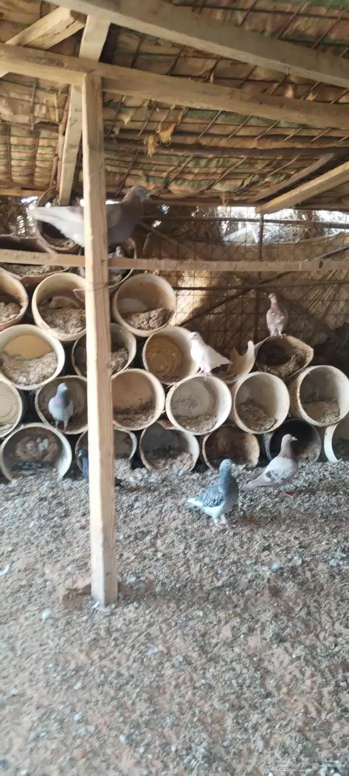 حمام زاجل ومخافق خشب نوع فاخر وجوز قطا نغاق عراقي 16