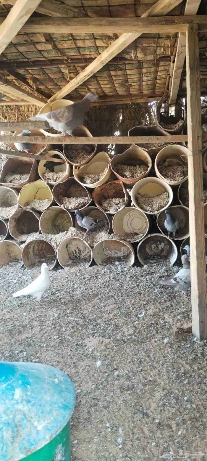 حمام زاجل ومخافق خشب نوع فاخر وجوز قطا نغاق عراقي 17