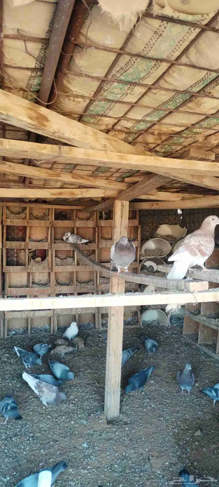 حمام زاجل ومخافق خشب نوع فاخر وجوز قطا نغاق عراقي 3