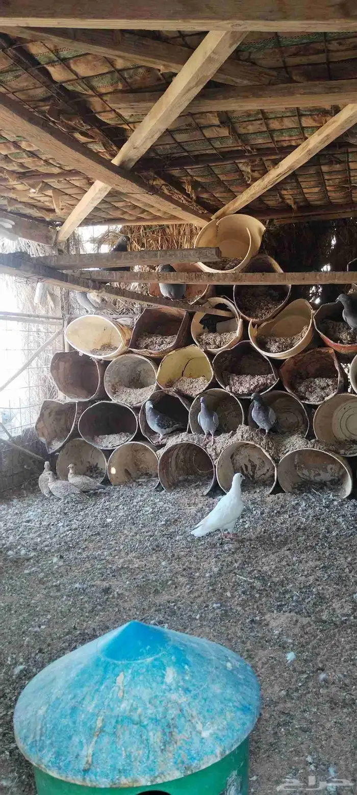 حمام زاجل ومخافق خشب نوع فاخر وجوز قطا نغاق عراقي 0