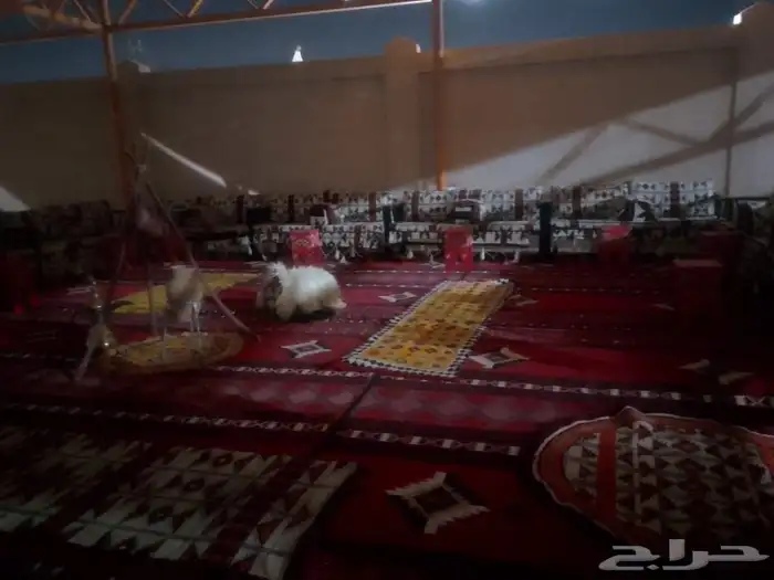 قهوجين وصبابين تاجير جلسات شعبيه وخيام وكنب تاتجير 7