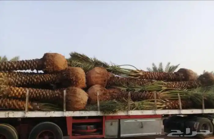توريد وزراعة انخيل 2